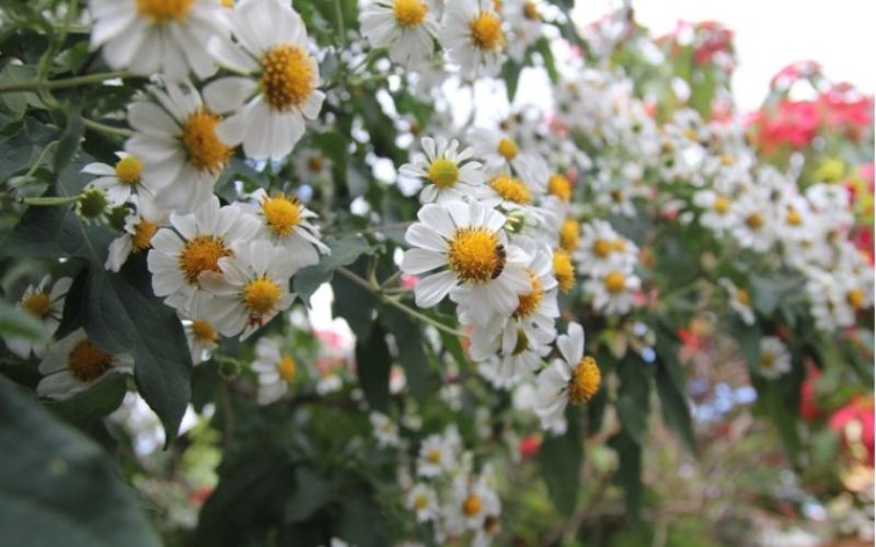 White wild sunflower season