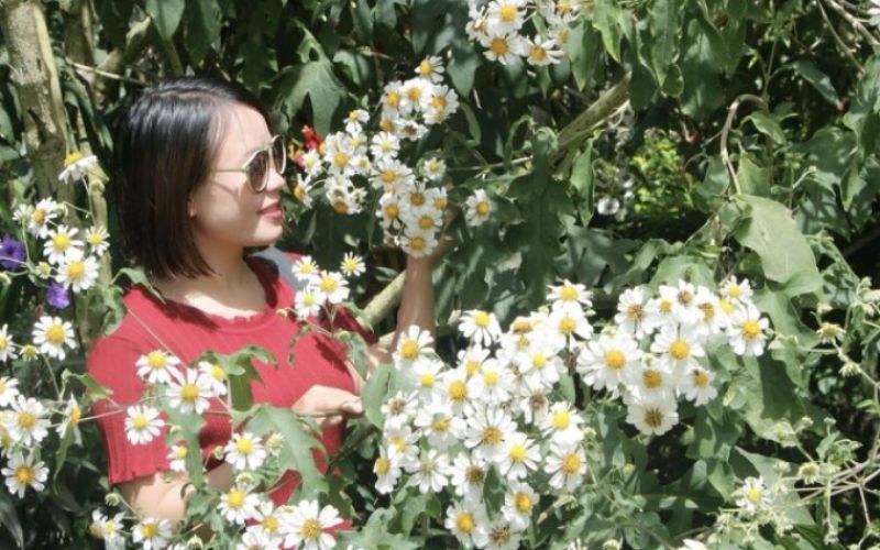 Unforgettable scent of white wild sunflower