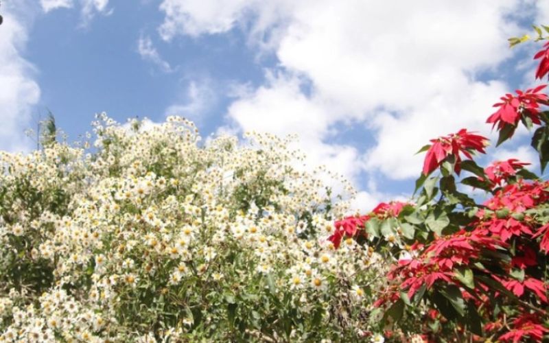 Tourists take pictures with white wild sunflowers