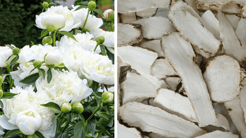 Hoa bạch mẫu đơn: Ý nghĩa, nguồn gốc, cách trồng tại nhà