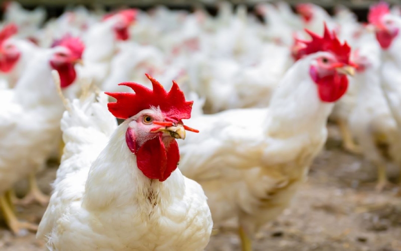 Giá gà hôm nay 11/08 Giá gà hôm nay 11/08