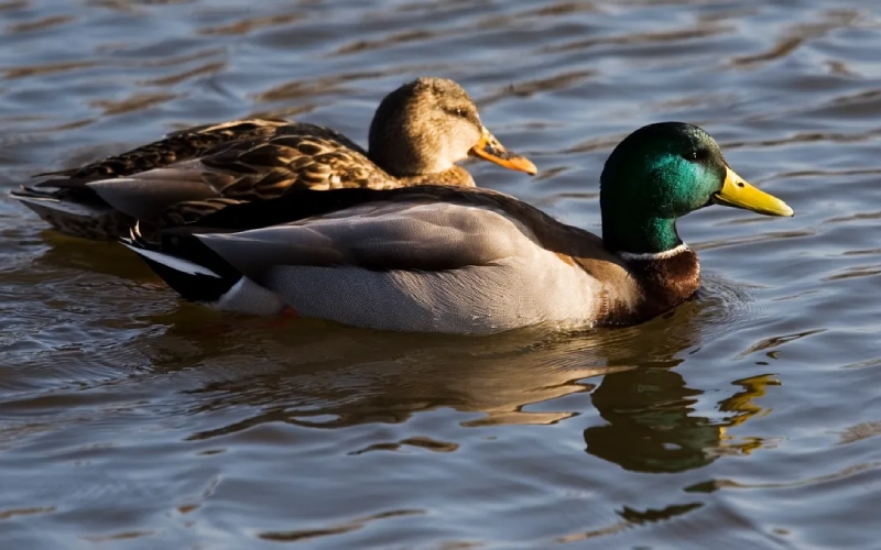 Giá vịt hôm nay 11/08 Giá vịt hôm nay 11/08