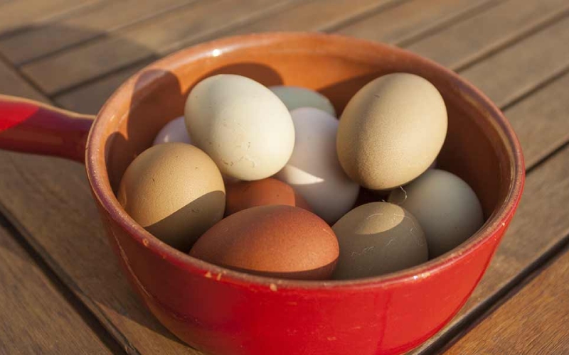 Giá trứng gà hôm nay 11/08 Giá trứng gà hôm nay 11/08