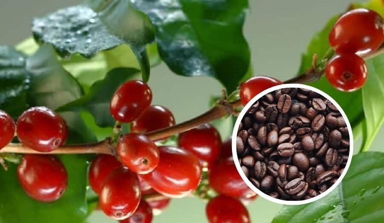 Giá cà phê hôm nay 11/08/2022: Giá trong nước tăng thêm 1.100đ/kg