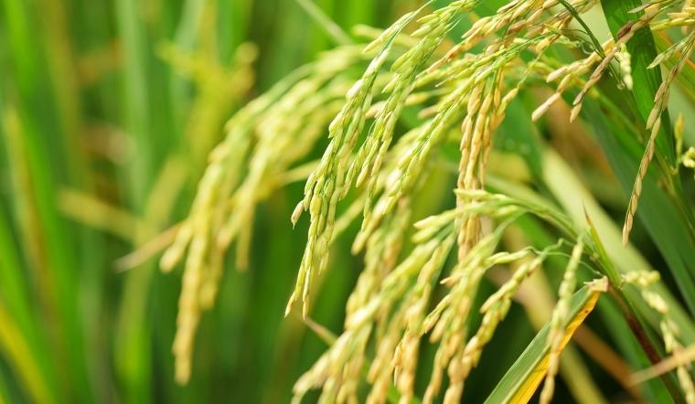 Giá lúa gạo hôm nay 11/8/2022: Tăng từ 50-100 đồng/kg ở vài giống lúa