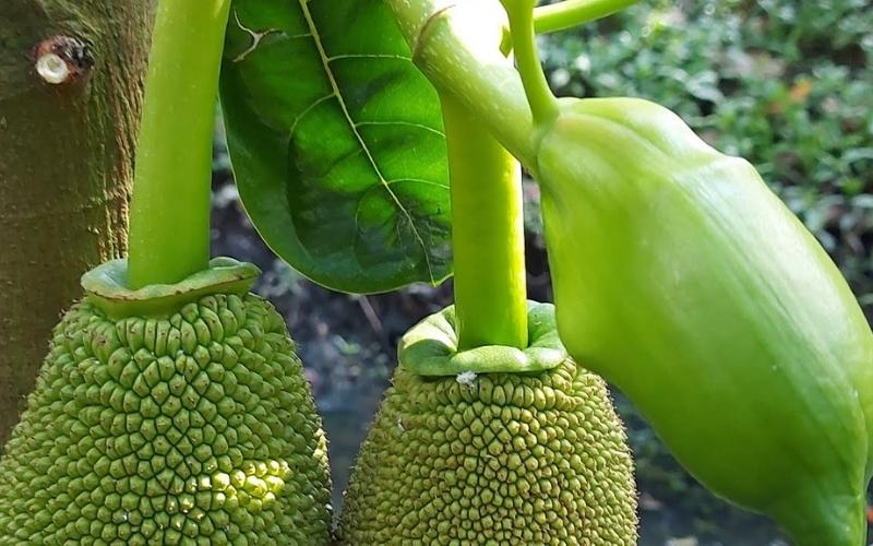 Cách phun thuốc dưỡng cho bông mít to mập