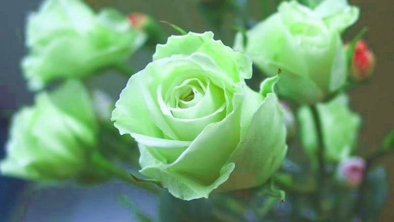 Cách chăm sóc hoa hồng xanh lá 