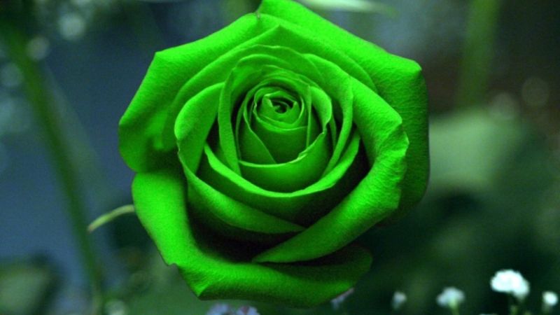 Không loài hoa nào nằm trong văn chương, áng thơ của nhiều nhà văn nhà thơ nhiều như hoa hồng
