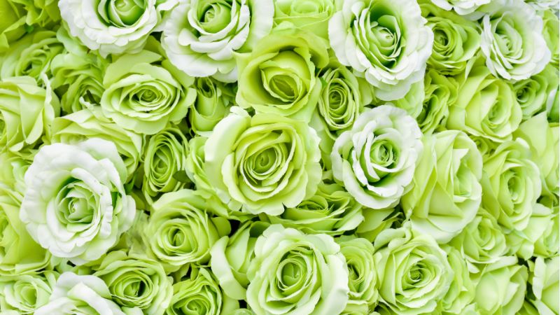 Tìm hiểu nhiều hơn 113 hình nền hoa hồng xanh lá tuyệt vời nhất   thdonghoadian