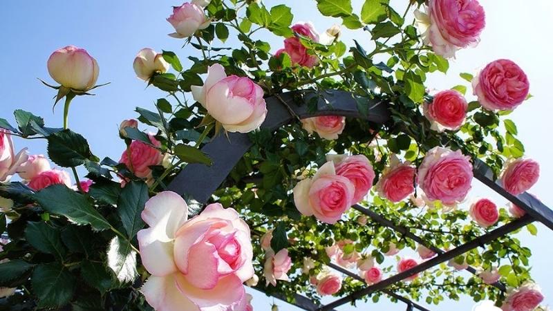 Cách trồng hoa hồng tại nhà