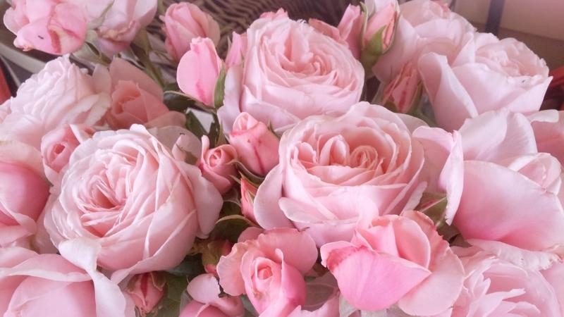 Trồng hoa hồng phấn không còn là chuyện gì xa xỉ khi bạn đã biết cách. Hãy cùng xem những hình ảnh về cách trồng và chăm sóc hoa hồng phấn đẹp nhất và thử sức với sở thích này ngay thôi!