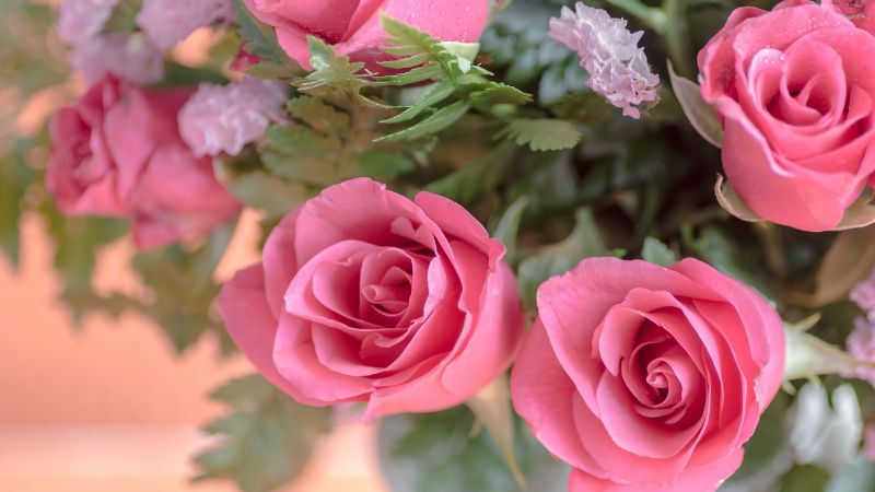Hoa hồng phấn sẽ là món quà ý nghĩa cho người thân yêu