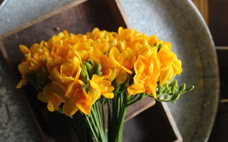 Hoa freesia màu vàng tươi tắn