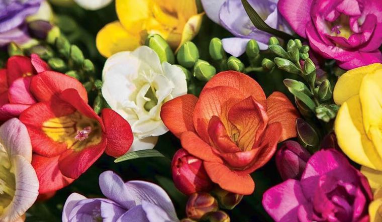 Hoa Freesia là hoa gì? Ý nghĩa, cách trồng, cách chăm sóc