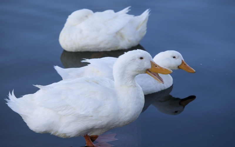 Giá vịt hôm nay 12/08 Giá vịt hôm nay 12/08