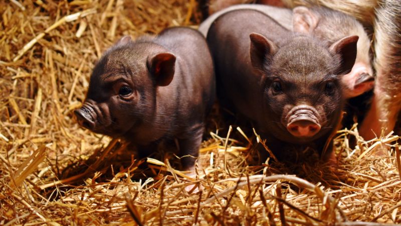 Giá heo hơi hôm nay 12/8 tại miền Bắc