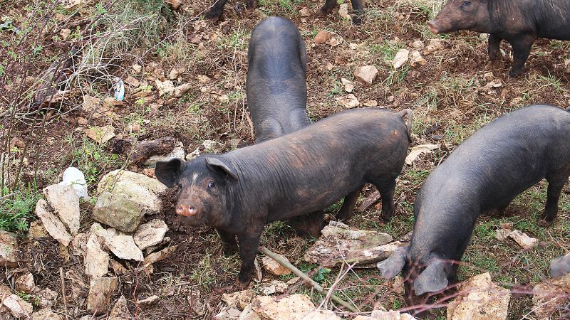 Giá heo hơi hôm nay 12/8 tại miền Nam