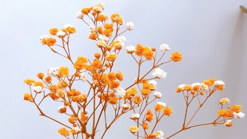 Những bông hoa baby khô màu cam xen lẫn màu trắng