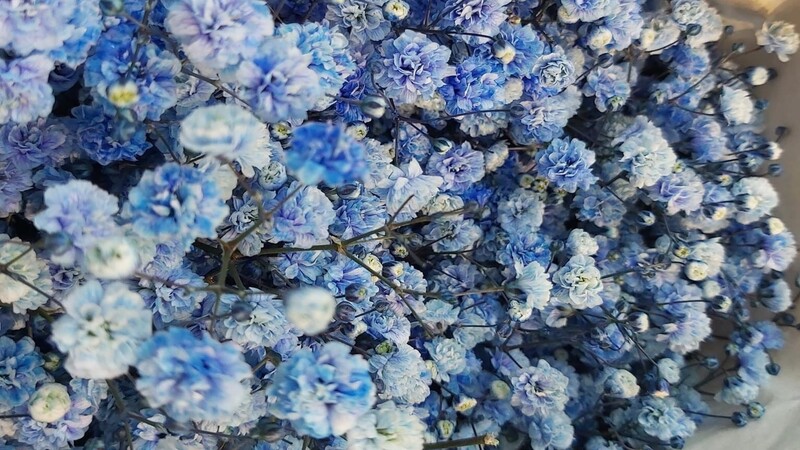Những bông hoa baby khô màu xanh tuyệt đẹp