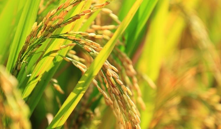 Giá lúa gạo hôm nay 13/8/2022: Tiếp tục duy trì đà đi ngang