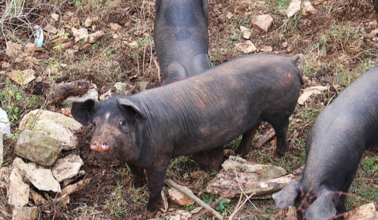 Giá heo hơi hôm nay 13/8/2022: Biến động từ 1.000 đồng/kg đến 3.000 đồng/kg