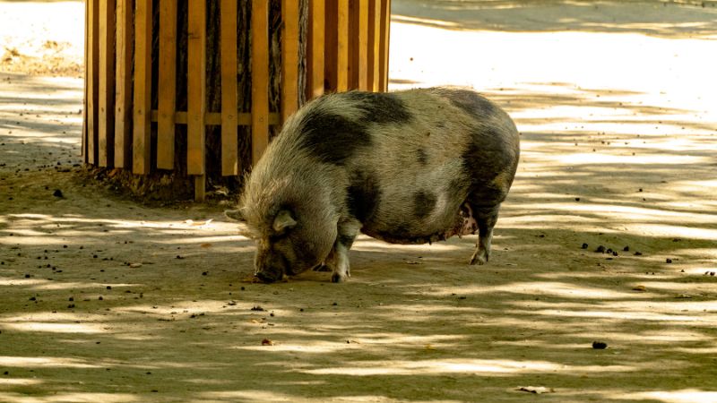 Giá heo hơi hôm nay 13/8 tại miền Nam