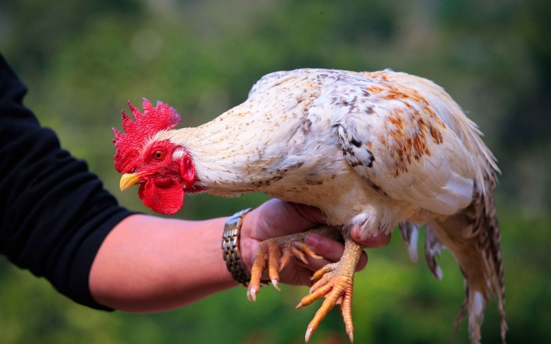 Giá gà hôm nay 13/08