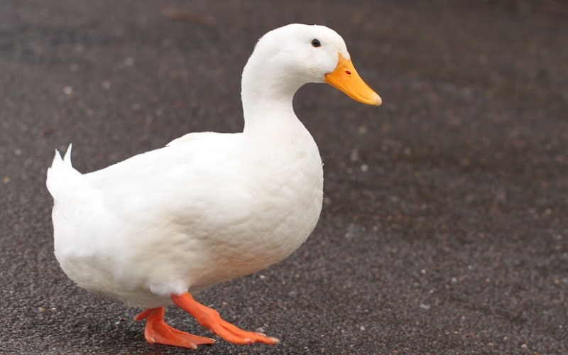 Giá vịt hôm nay 13/08