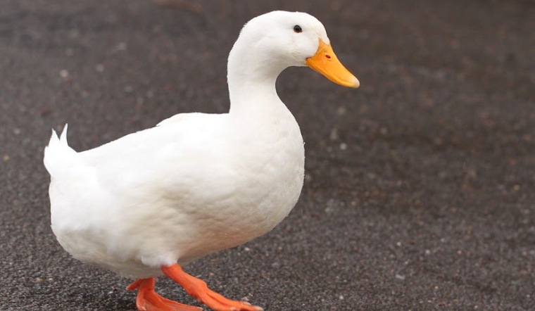 Giá gia cầm hôm nay 13/08/2022: Cuối tuần giá bán ổn định