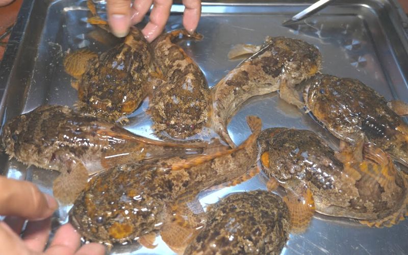 Giá trị dinh dưỡng cá mao ếch
