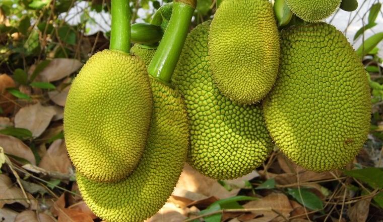 Giá mít Thái hôm nay 13/8/2022: Mít kem lớn giảm 2.000đ, mít kem nhỏ tăng 1.000đ