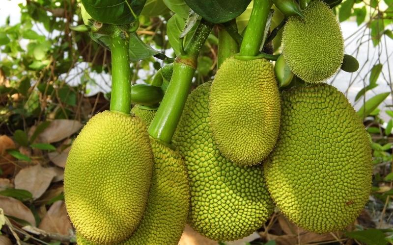 Giá mít Thái hôm nay 13/08/2022