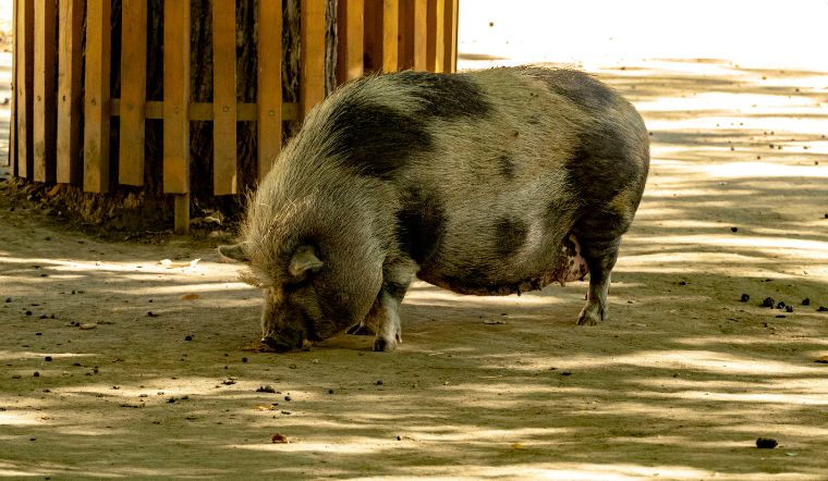 Giá heo hơi hôm nay 15/8/2022: Không có quá nhiều biến động