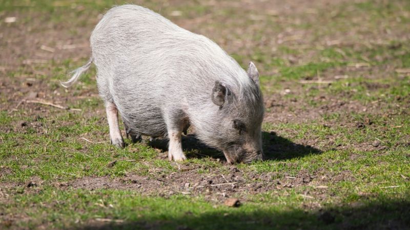 Giá heo hơi hôm nay 15/8 tại miền Nam Giá heo hơi hôm nay 15/8 tại miền Nam