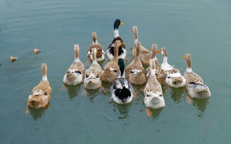 Giá vịt hôm nay 15/08