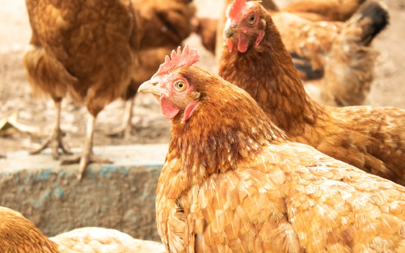 Giá gà hôm nay 15/08