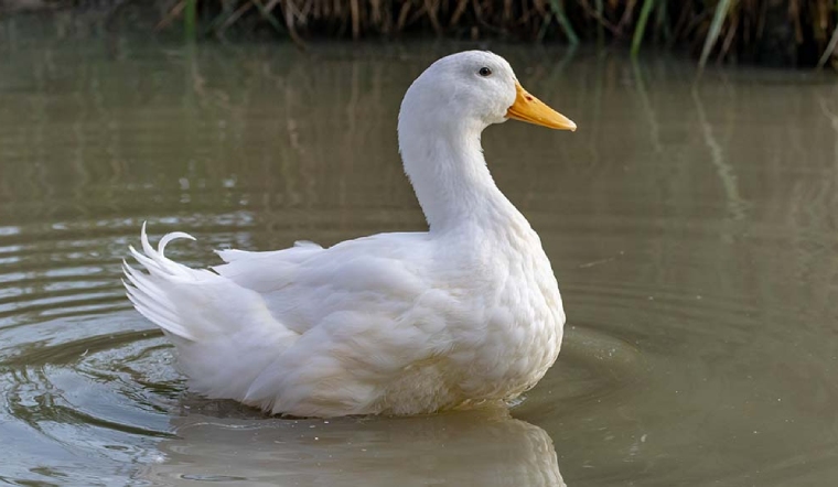 Giá gia cầm hôm nay 15/08/2022: Giá bán giữ nguyên như cuối tuần trước