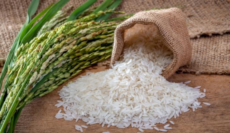 Giá lúa gạo hôm nay 15/8/2022: Giảm 100 đồng/kg ở vài giống lúa nếp