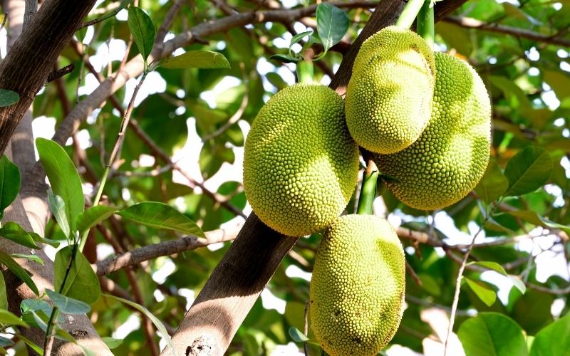 Giá mít Thái hôm nay 15/08/2022