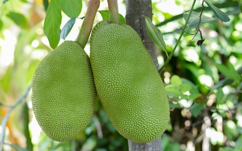 Nhà vườn chăm cho mít to để bán được giá cao