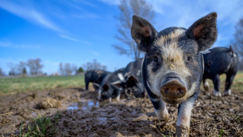 Giá heo hơi hôm nay 16/8 tại miền Trung, Tây Nguyên