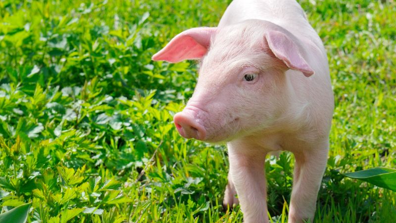 Giá heo hơi hôm nay 16/8 tại miền Nam