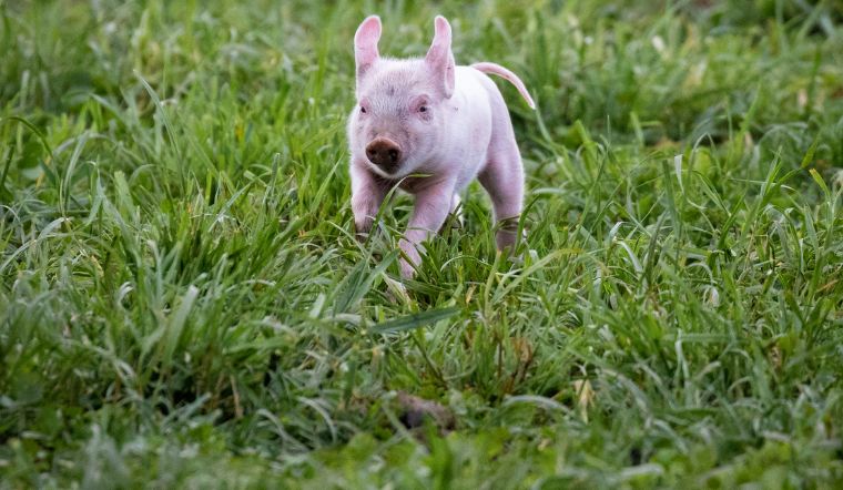 Giá heo hơi hôm nay 16/8/2022: Biến động trái chiều ở cả ba miền