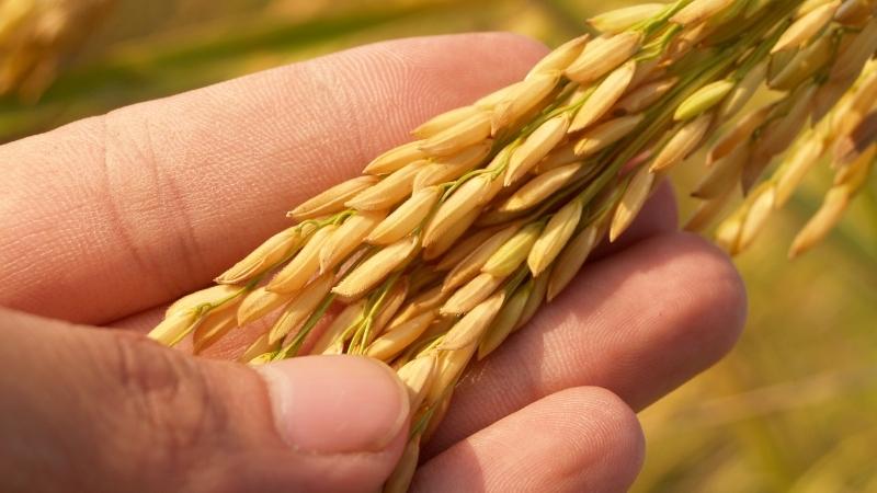 Giá lúa hôm nay 16/8 Giá lúa hôm nay 16/8