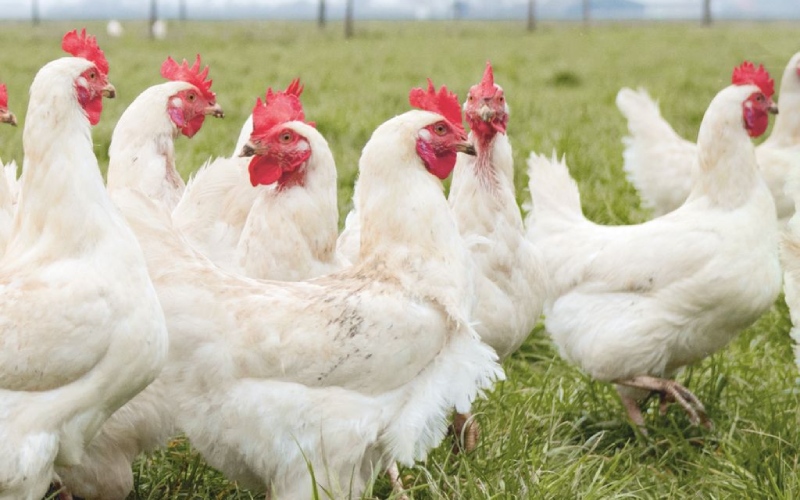 Giá gà hôm nay 17/08 Giá gà hôm nay 17/08