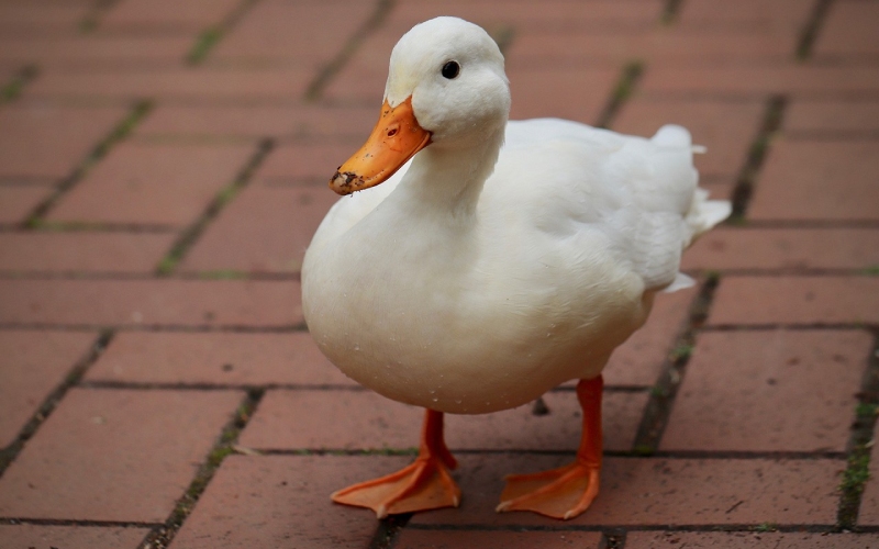 Giá vịt hôm nay 17/08 Giá vịt hôm nay 17/08