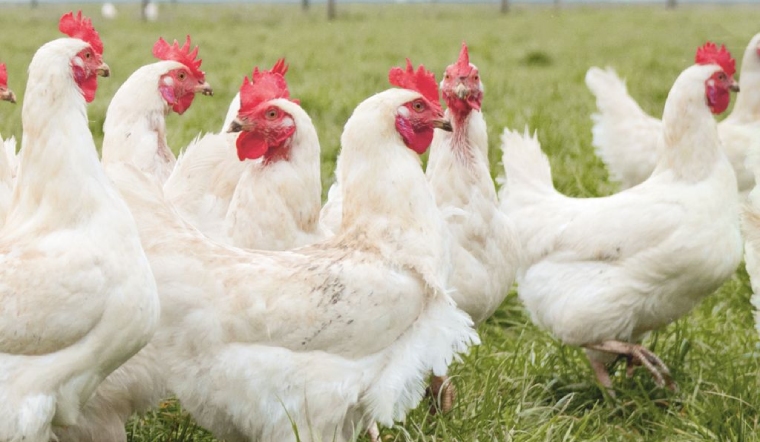 Giá gia cầm hôm nay 17/08/2022: Thêm 1 ngày giá bán không đổi