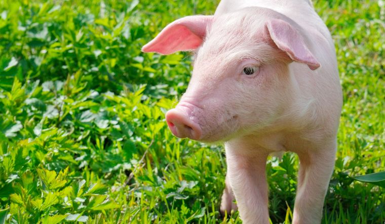 Giá heo hơi hôm nay 17/8/2022: Tăng 2.000 đồng/kg ở một số tỉnh miền Nam