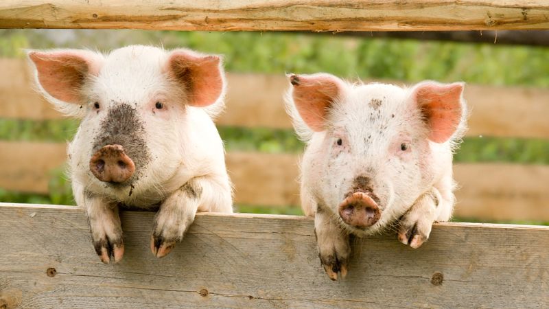 Giá heo hơi hôm nay 17/8 tại miền Bắc