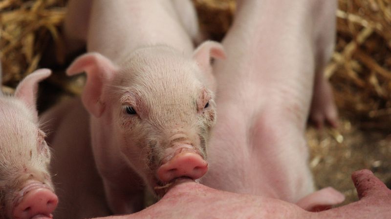 Giá heo hơi hôm nay 17/8 tại miền Trung, Tây Nguyên